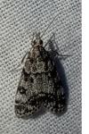 Eudonia lacustrata