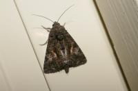 Aedia leucomelas