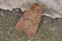 Hoplodrina octogenaria