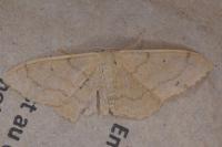 Idaea straminata