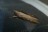 Cucullia lychnitis