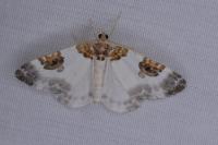 Plemyria rubiginata
