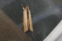 Cucullia lychnitis