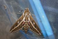 Hyles livornica