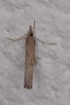 Pediasia contaminella