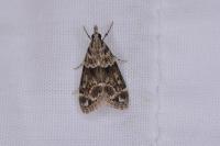 Eudonia mercurella