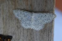 Scopula marginepunctata