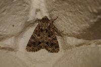 Sideridis rivularis