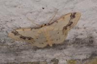 Idaea trigeminata