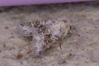 Hecatera bicolorata
