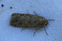 Spodoptera exigua