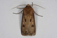 Agrotis exclamationis exclamationis