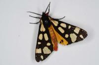 Arctia villica
