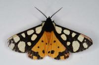 Arctia villica