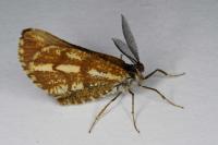 Bupalus piniaria