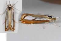 Catoptria
