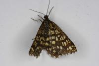 Chiasmia clathrata