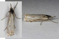 Crambus lathoniellus