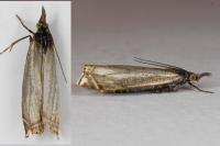 Crambus lathoniellus