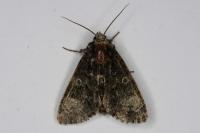Craniophora ligustri