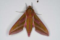 Deilephila elpenor