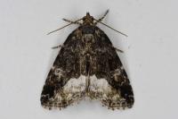 Deltote pygarga