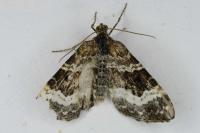 Epirrhoe alternata