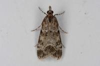 Eudonia mercurella