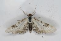 Eupithecia centaureata