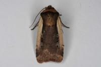 Ochropleura plecta