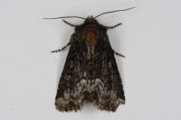 Oligia