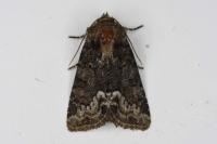 Oligia