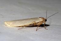 Eilema caniola