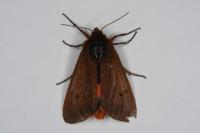 Phragmatobia fuliginosa