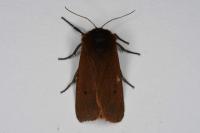 Phragmatobia fuliginosa