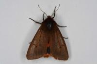 Phragmatobia fuliginosa