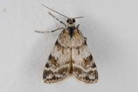 Scoparia pyralella/ingratella
