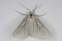 Siona lineata
