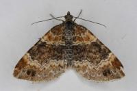 Xanthorhoe spadicearia/ferrugata