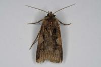 Xestia c-nigrum