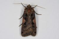 Xestia c-nigrum