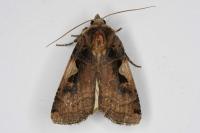 Xestia c-nigrum