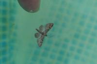 Gymnoscelis rufifasciata