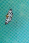 Anania hortulata