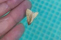 Ostrinia nubilalis