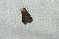 Acrobasis marmorea