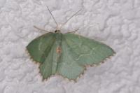Hemithea aestivaria