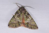 Polyphaenis sericata