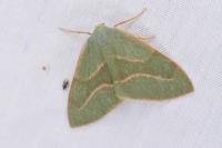Hylaea fasciaria