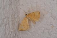 Gandaritis pyraliata